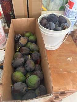 Organic avocados