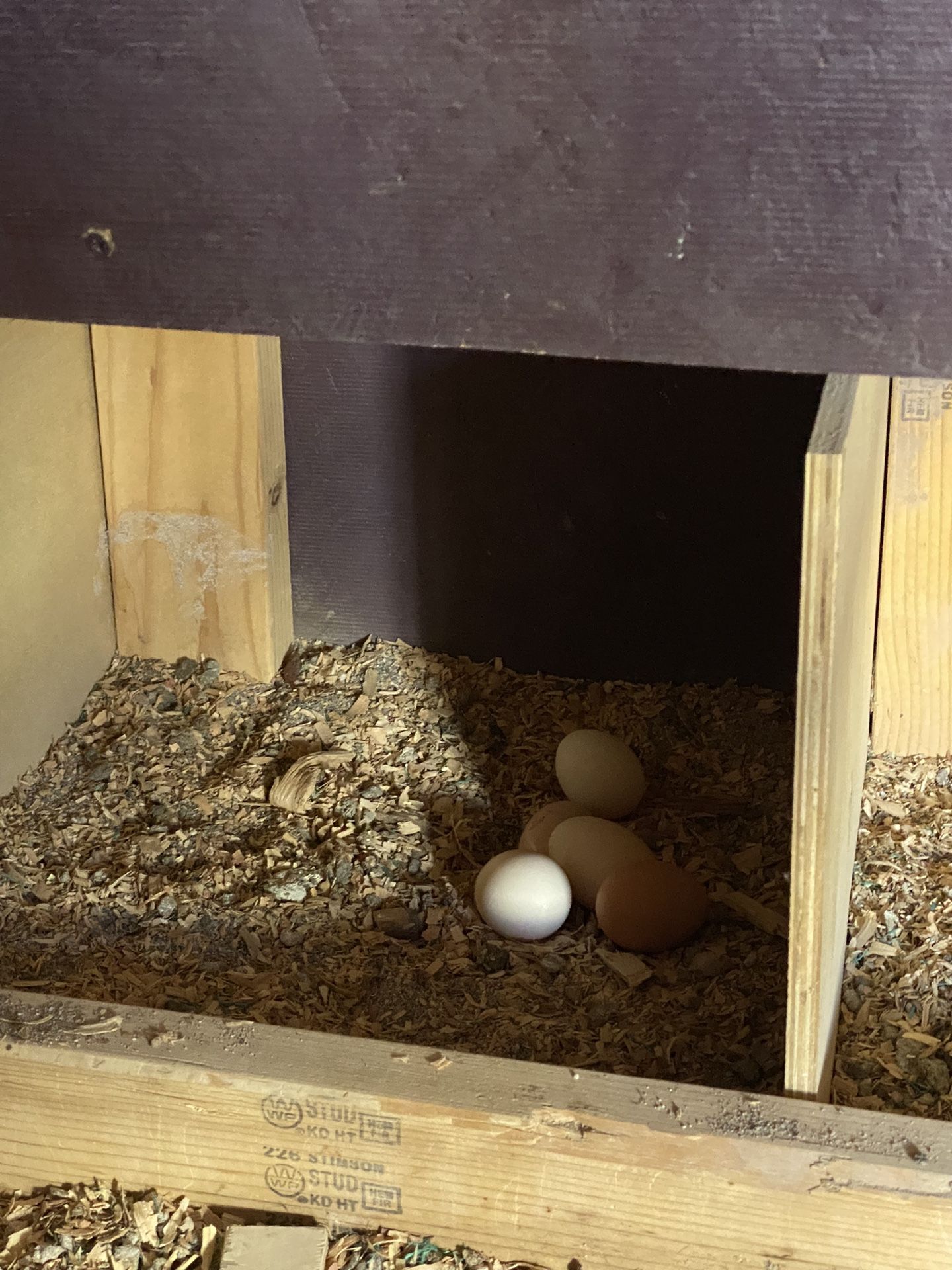 fresh eggs for $5 dollars a dozen