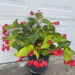 Begonia Canary Wings Full Shade Plant, In 5 Gallóns Pot Pick Up Only