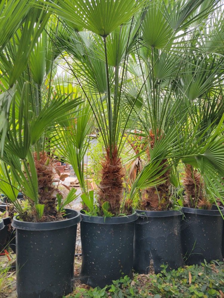 15 Gallon Medateranium Fan Palm