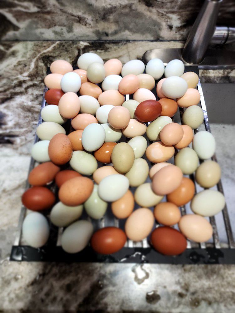 Fresh Organic Farm Fresh Chicken Eggs 