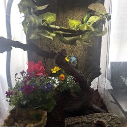 Panther Chameleon Cage