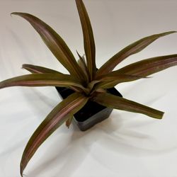 Ananas lucidus 'Lava Burst' Orange Variegated Pineapple House Plant