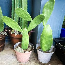 Spineless Prickly Pear Cactus - Opuntia Ficus Indica - Nopales - ( 2' ft. Tall ) 🌵