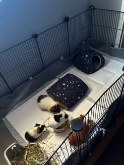 Guinea pig cage