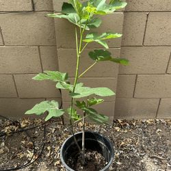 Black Mission Fig (higo)