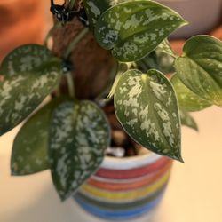 Indoor House Plant With Ceramic Rainbow 🌈 Planter 🪴 Scindapsus pictus ‘Argyraeu
