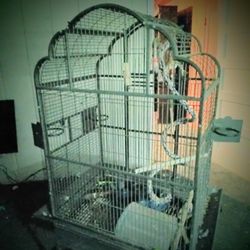 Animals Pets Supplies