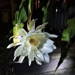 Queen If The Night Epiphyllum/ 4” Pot Multiple Plants 