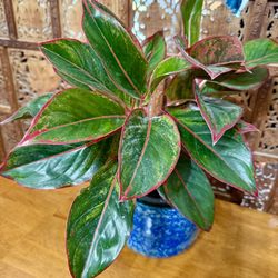 ♥️Aglaonema also known as Chinese Evergreen(LOW MAINTENANCE PLANT( PLS Read description ♥️