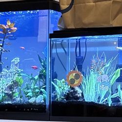 Fish Tanks
