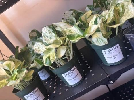 Pothos Manjula House Plant (Epipremnum aureum 'Manjula') — 4" Pot
