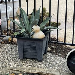 Plants,  Different Prices