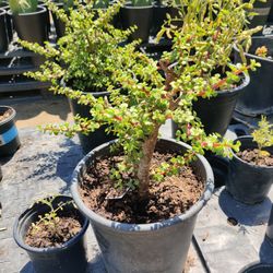 Elephant Plants(Succulents)