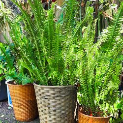 Sword Ferns in Planter Baskets 🌿