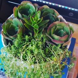 Succulents
