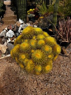 MASSIVE 2 Acres of Mature Cactus for Sale – Bulk Lots or Full Buyout (30,000+ Plants)