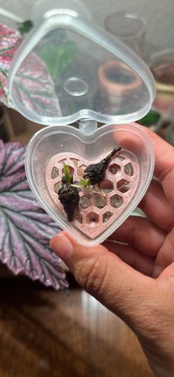 Variegated Gageana Alocasia CORM