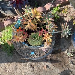 Assorted Plants