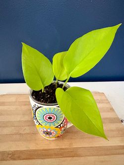 Neon Pothos in Decorative Mug