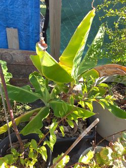 Banana plant