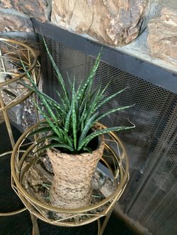 Sansevieria in basket planter, house plant