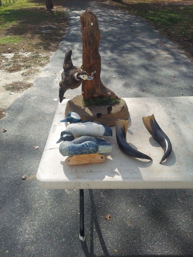 2 duck decors. One duck mount. 2 horns. Everything you see $50.