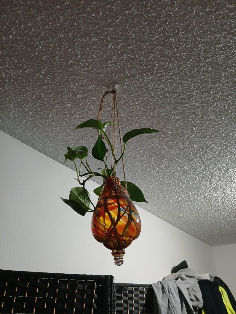 Plant Pothos And Decor