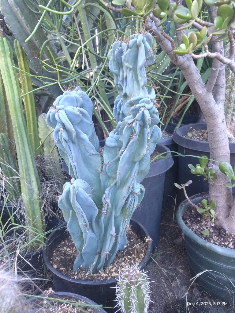 Monstroses Apple Cactus Plant