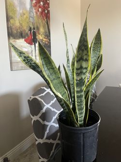 Snake Plant 