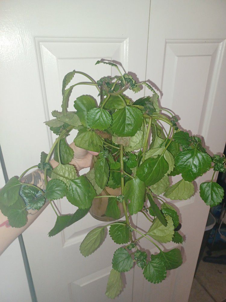 Swedish Ivy Clippings