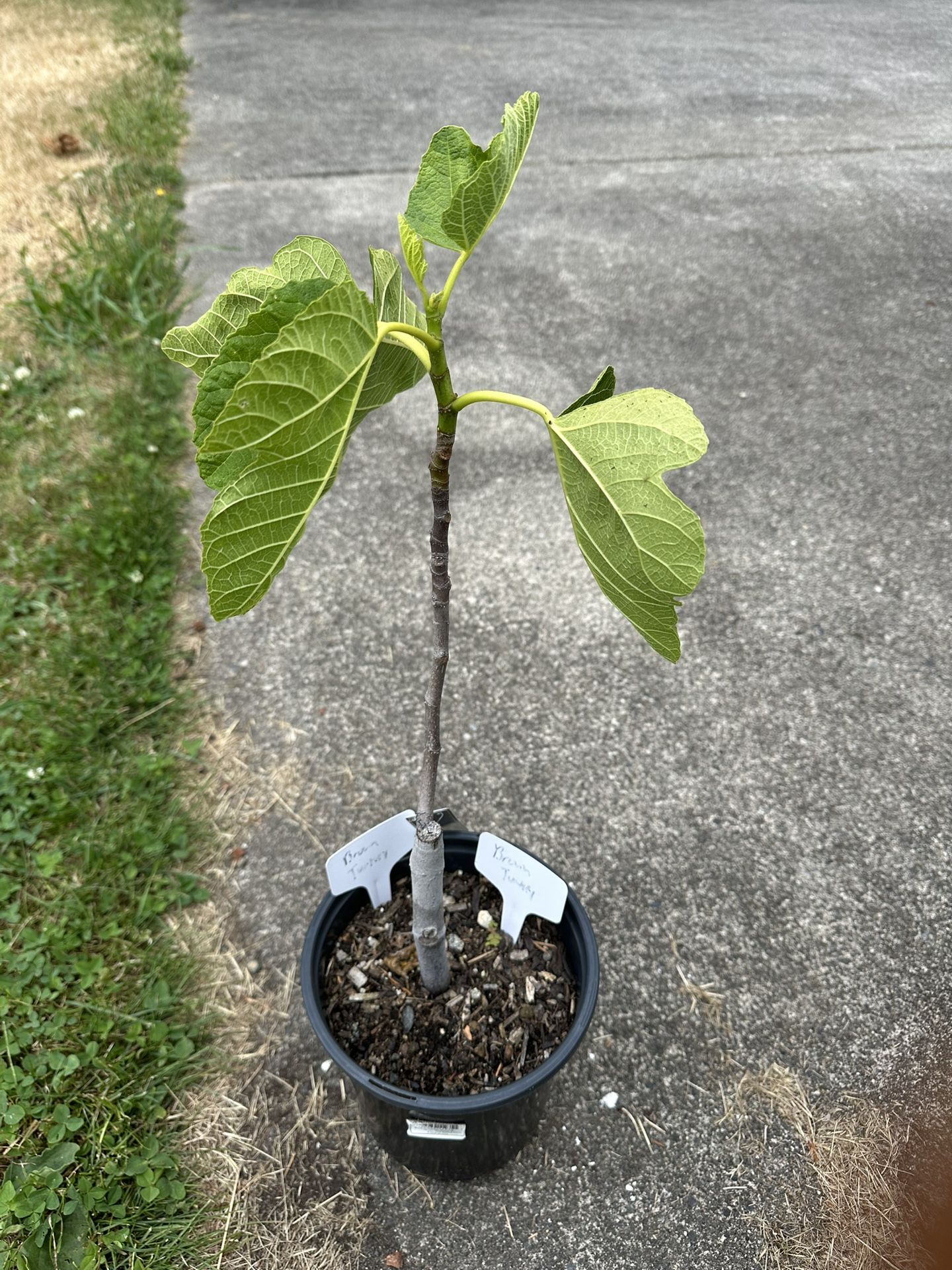 Brown Turkey Fig Plant