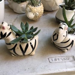  Succulents In Cute Pots