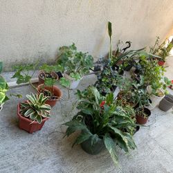 Live Plant 🪴 From $5 To 40 