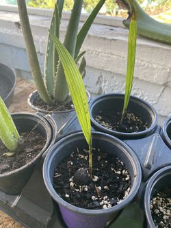 Queen palm seedlings