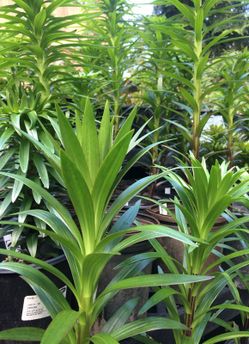 Lily plants!!!!