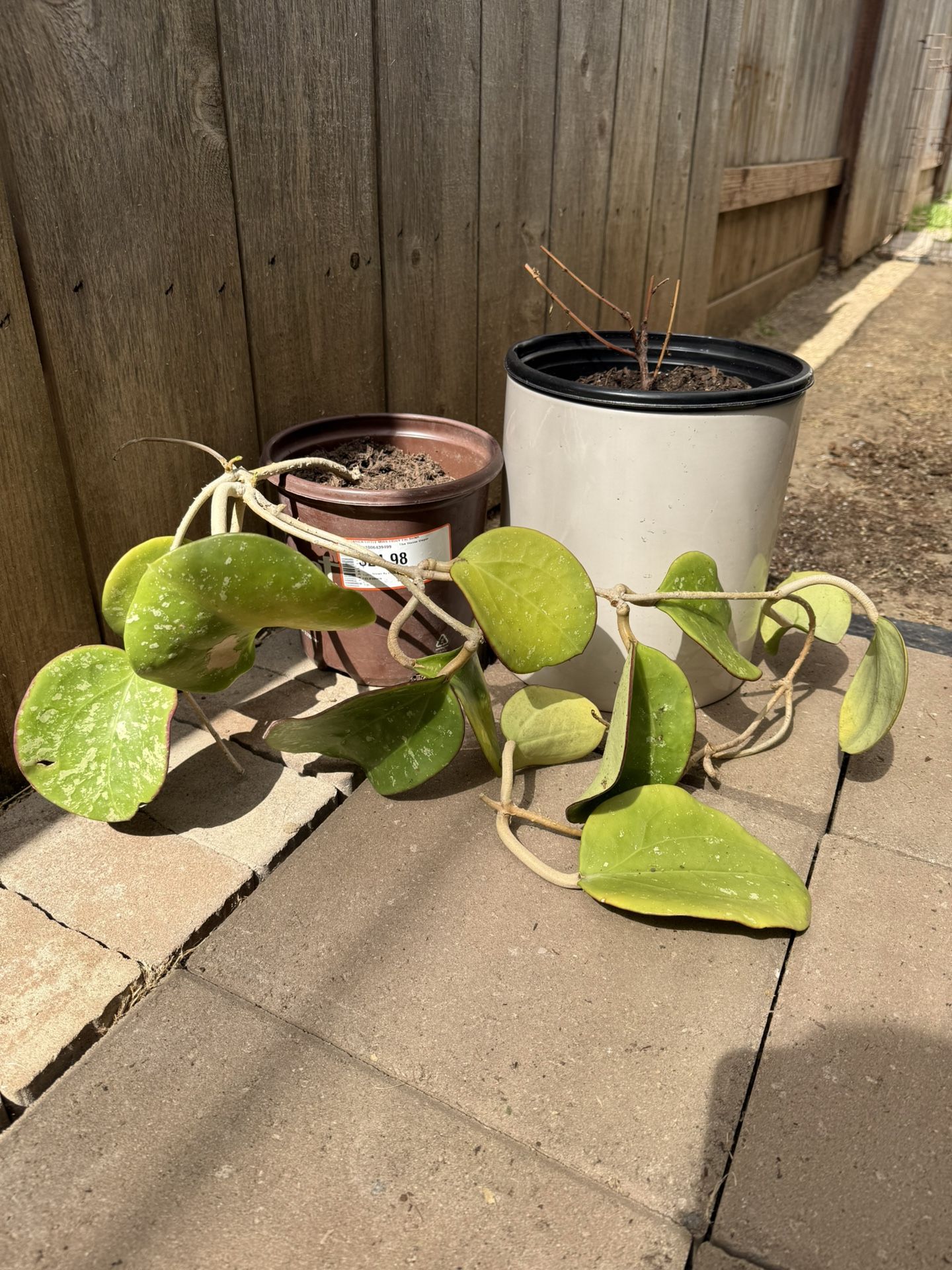 Hoya Loyceandresiana Rare