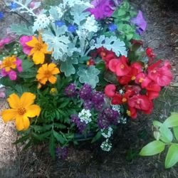 Plants Flowers And More!