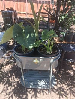 Planter  plants not included but are also for sale