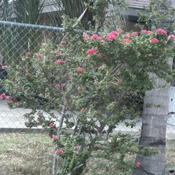 bugambilia Doble $55 En Mission Texas