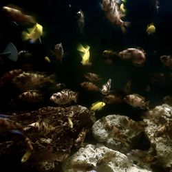 Fish Tank Decor
