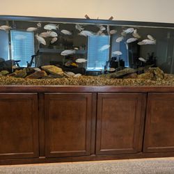 200 Gallon Fish Tank and Stand - Fish Included 