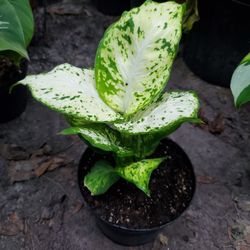 Dieffenbachia Mácula Compacta Plant.