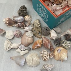 Costal Decorative Box With Lots Of Unique Sea Shells 