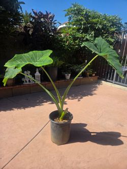 Ears Elephant Plant