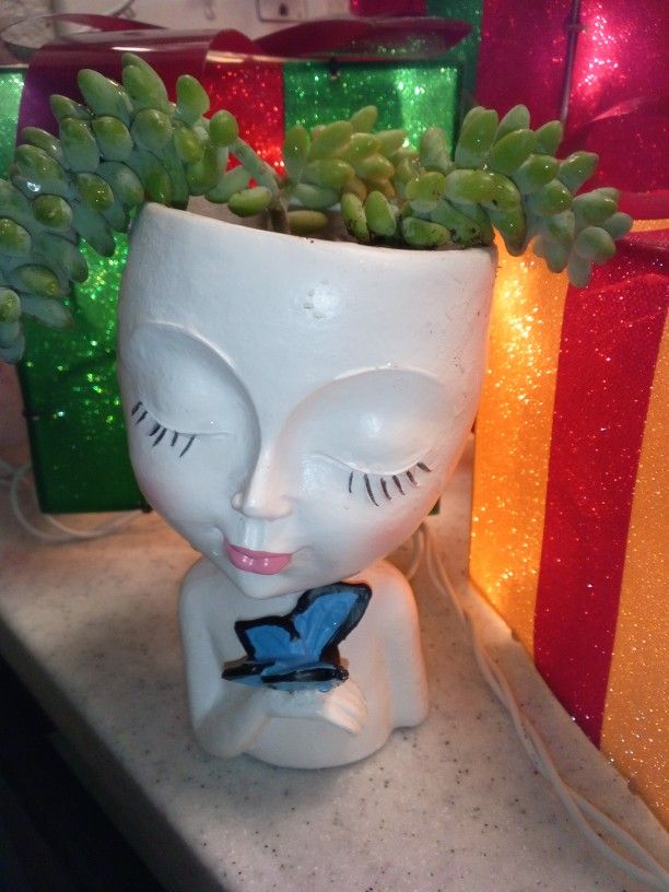 Succulent Donkeys Tail