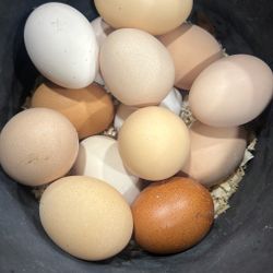 Organic Fresh Eggs 