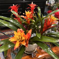 Mothers Day Bromeliads 