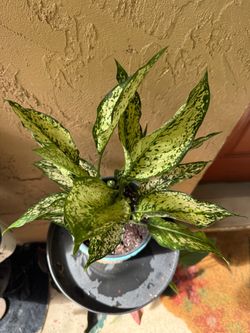 Aglaonema snow Osaka