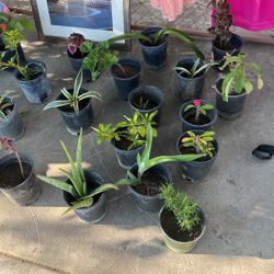 Plantas
